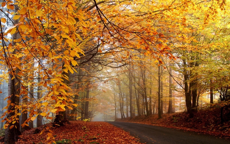 branch, fall, change, tranquility, tranquil scene, day, trees, nature, autumn, direction, scenics - nature, 1080P, plant, forest, footpath, leaves, orange