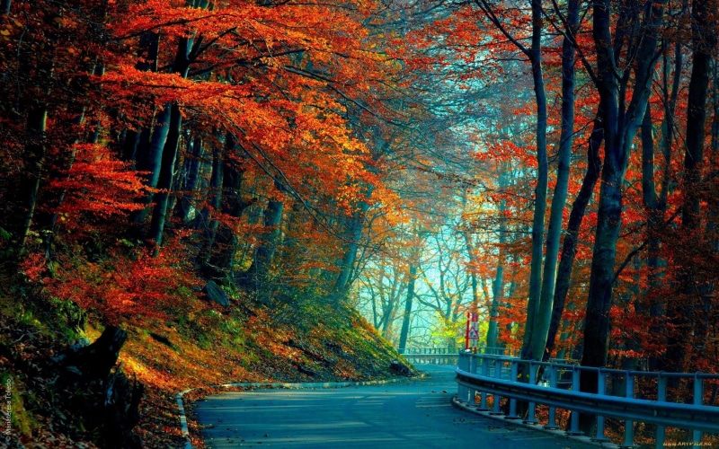 lush Foliage, maple Tree, growth, nature, change, fall, day, multi Colored, no People, tree trunk, park - Man Made Space, branch, single Lane Road, vibrant Color