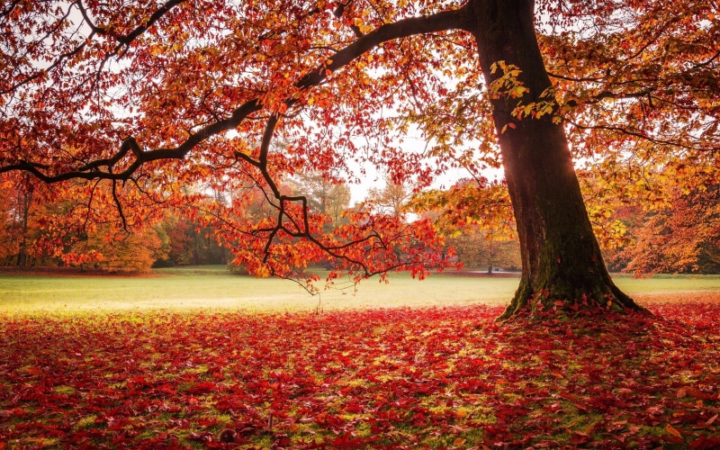 no people, outdoors, orange color, leaf, autumn collection, plant, lawns, land, autumn, day, trees, 1080P, nature, beauty in nature, landscape, red, growth