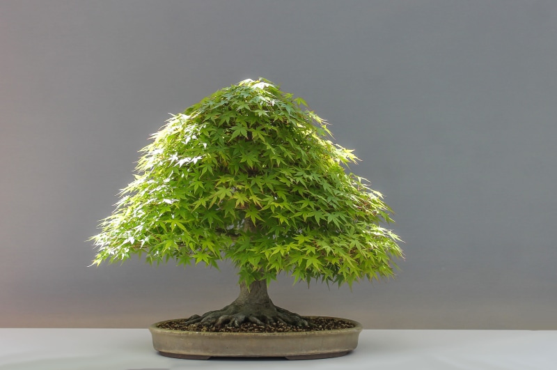 day, Maple, horticulture, close-up, Japan, bonsai tree, green color, japan maple, flower pot, table, Plant, 4K, gray, houseplant, leaf, nature, growth