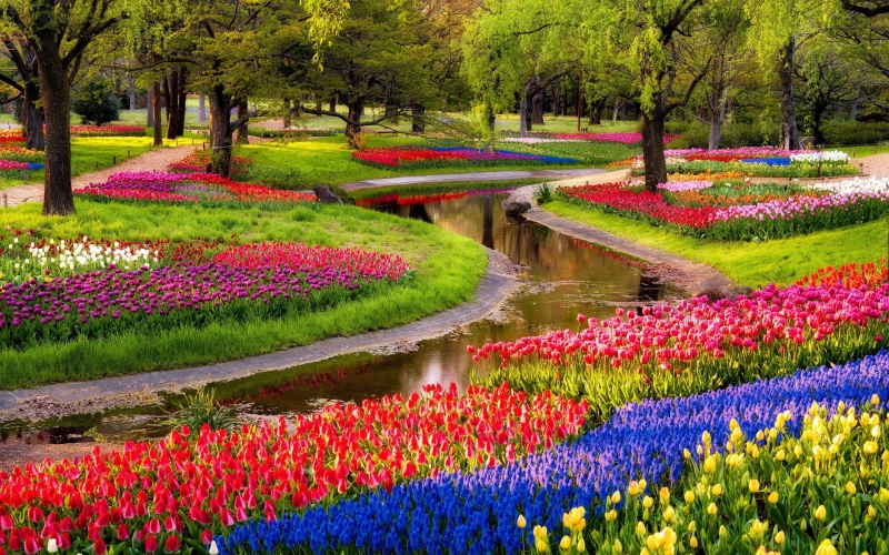 spring, tulips, trees, park, 2K, beautiful, colorful, river, flowers, field, garden