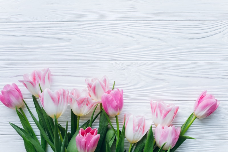 5K, flowers, Tulips, Spring, background