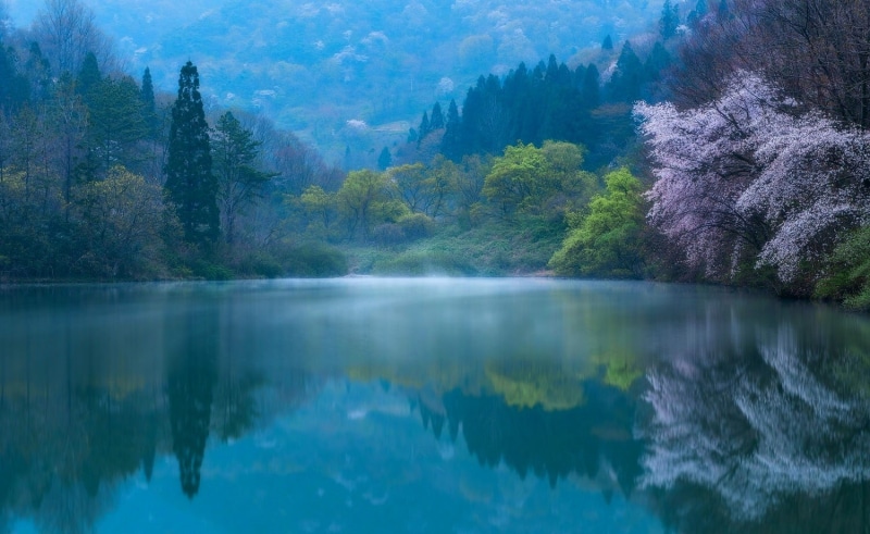 lake, 720P, South Korea, tree, pine tree, outdoors, pine woodland, blossoms, green, reflection lake, woodland, no people, landscape, blue, waterfront