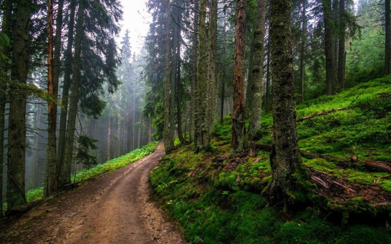 nature, diminishing perspective, land, tree, path, spring, hills, scenics - nature, the way forward, trail, woodland, plant, no people, trees, road, trunk
