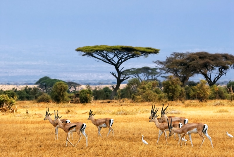 Africa, plain, field, beauty In Nature, herd, botswana, vertebrate, wildlife Reserve, animals In The Wild, etosha National Park, herbivorous, tree, serengeti National Park