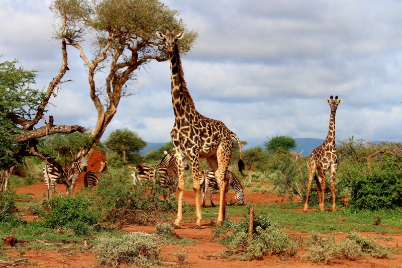 5K, giraffes, outdoors, group of animals, animal, vertebrate, land, Giraffe, cloud - sky, serengeti National Park, plain, zebras, east Africa, kenya, wilderness Area