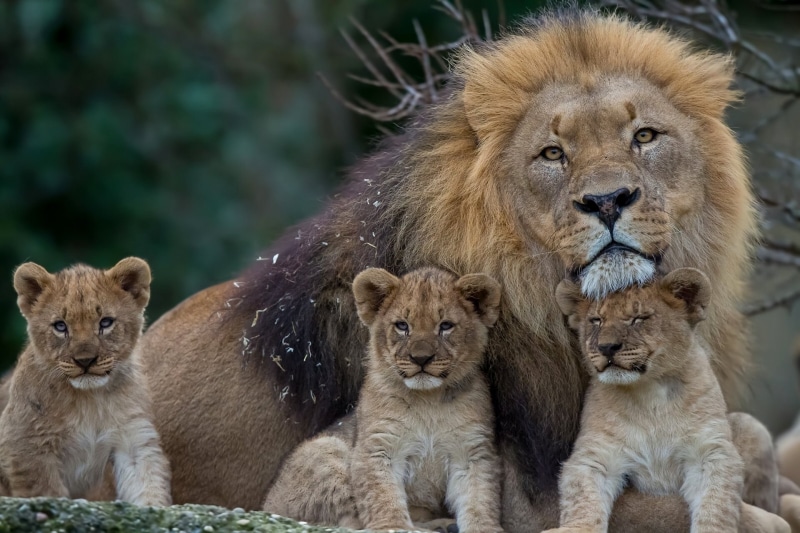 predators, undomesticated Cat, animal wildlife, animals And Pets, lion - Feline, 1080P, no people, outdoors, group of animals, serengeti National Park