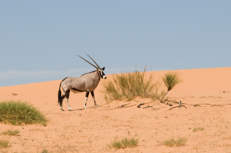 animals In The Wild, Kalahari, desert, nature, black, gray, antelope, Kgalagadi, africa, game reserve, sand, wilderness Area, safari Animals, 4K, Gemsbok
