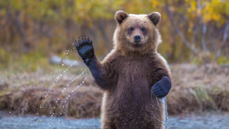 wildlife, forest, bears, brown, alaska - Usa State, 4K, portrait, canada, bear, no people, animals, wilderness Area, animals In The Wild, animal, outdoors
