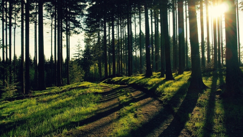 light - Natural Phenomenon, season, plant, dawn, backgrounds, forest, scenics - nature, rural Scene, no People, beauty In Nature, lush Foliage, park - Man Made Space
