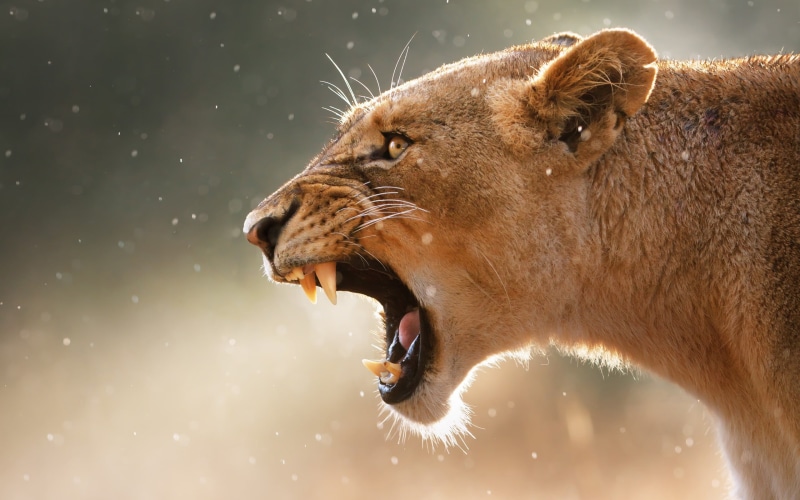 feline, no people, animal teeth, lion - Feline, animal Head, animals In The Wild, outdoors, wildlife, aggression, one animal, animal body part, animal themes