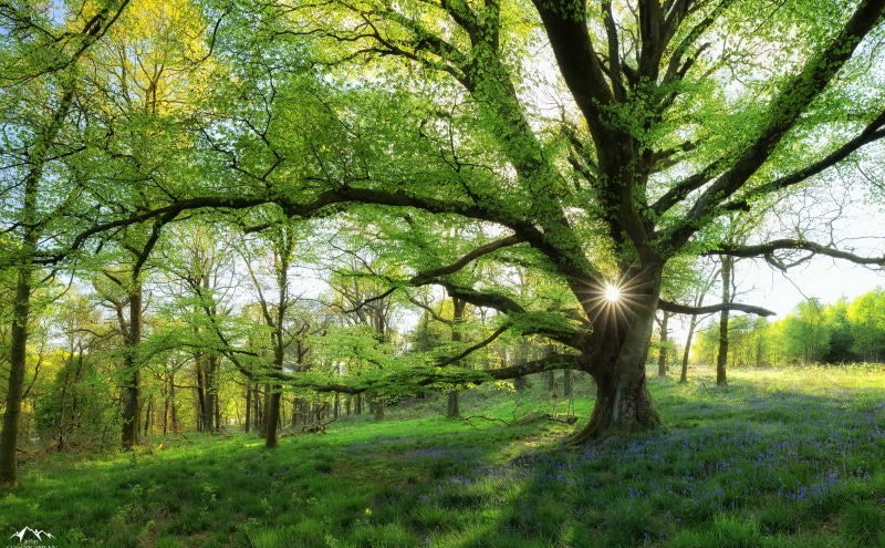 beauty in nature, Europe, earth, woodlands, 5K, green color, canon6d, Scotland, Trees, Amazing, environment, Beautiful, plant, field, tranquil scene, Spring
