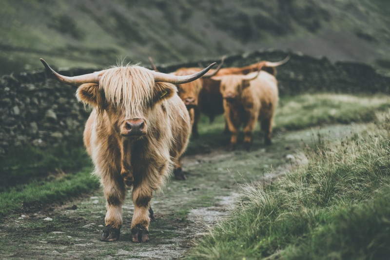 wild, nature, brown, animal wildlife, land, hair, outdoors, pets, domestic cattle, yak, highland cattle, livestock, domestic animals, herbivorous, farm