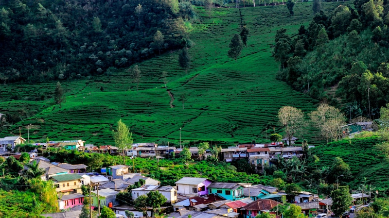 puncak pass bogor, land, building exterior, city, nature, day, landscape, forest, plant, house, architecture, high angle view, tree, outdoors, 5K, mountain