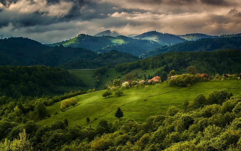 tea crop, mountains, field, green color, tree, landscape, sky, no people, environment, growth, non-urban scene, clouds, trees, rural scene, tranquility