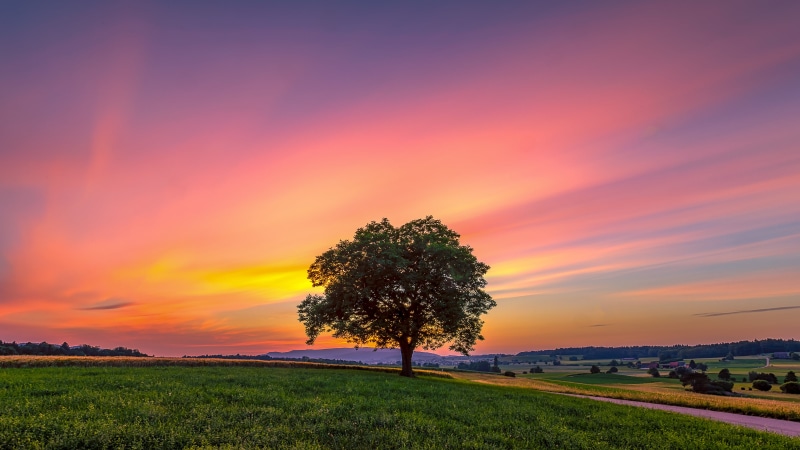 golden, silhouette, clouds, golden hour, meadow, field, sunrise - Dawn, Dusk, summer, photo, agriculture, outdoors, Zurich, sky, commons, hour, 4K, rural Scene