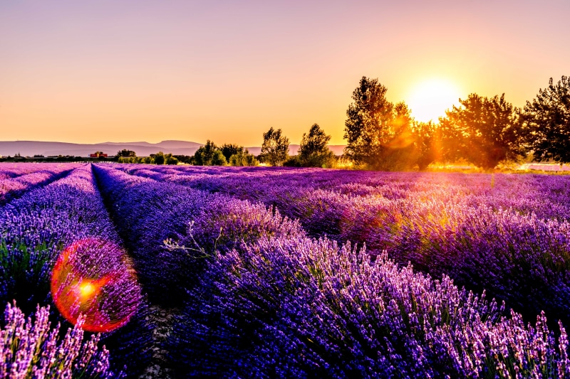 environment, Lavender, summer, tranquility, freshness, purple, meadow, flower head, tranquil scene, photo, scenics - nature, flower, sunset, sunrise - Dawn