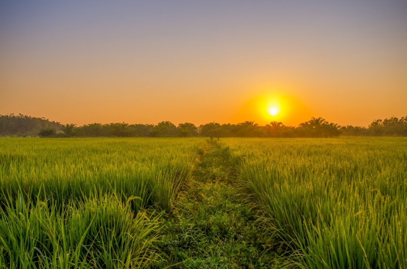 no people, crop, agriculture, food, farmer, cereal plant, rice, lens flare, green, beauty in nature, yellow, indonesian, scenics - nature, sunset, sunlight