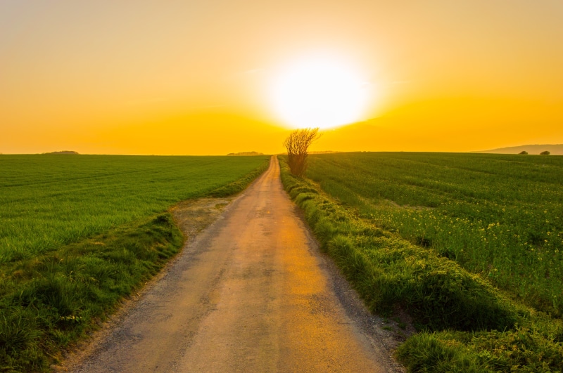 sunlight, sunrise - Dawn, daytime, sun, Kingston, road, Corfe  Castle, grass, near, meadow, hill, agriculture, tree, yellow, landscape, farm, scenics, green Color