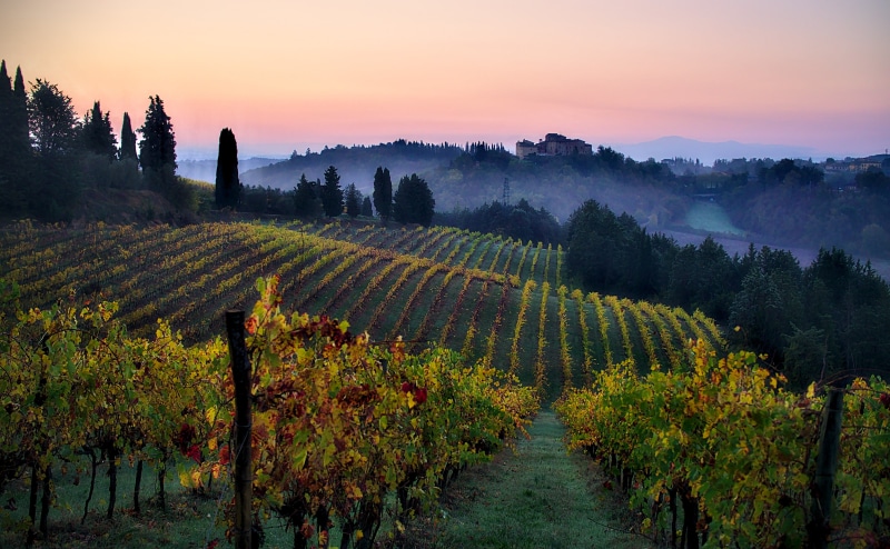 near, sunrise - Dawn, vine, fog, trees, autumn, summer, agriculture, Europe, rural Scene, wine, hill, 4K, Italy, sunset, green, photography, Tuscany, scenics