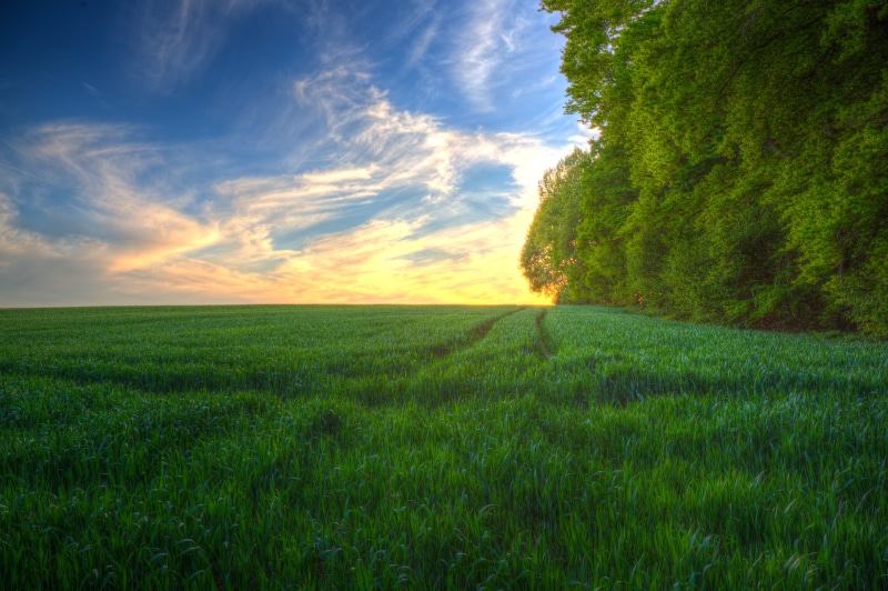 meadow, blue, grass, 5K, Spring  green, Beauty, land, summer, outdoors, green, sunset, grassy, agriculture, scenics, landscape, green Color, field, sky