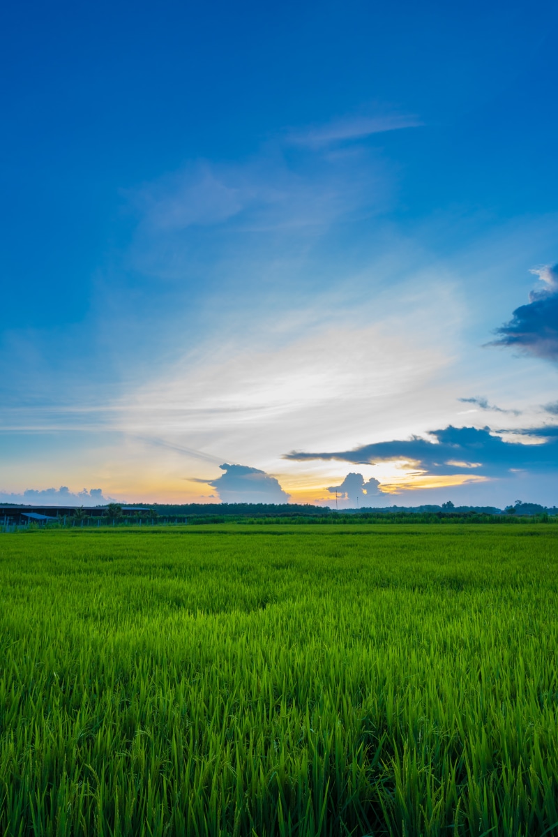 sky, outdoors, green, Vario-Tessar, blue, sony, ZA, growth, farm, grass, grass field, green grass, Sunset, non-Urban Scene, 8K, meadow, scenics, agriculture