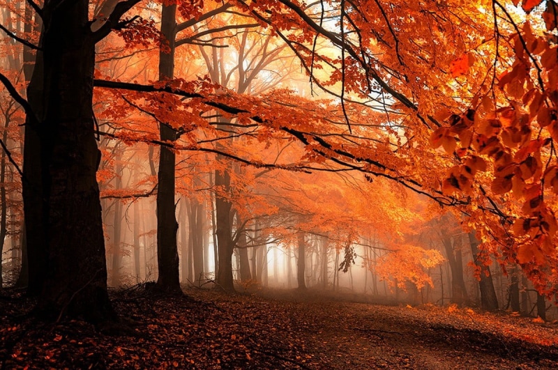 change, tranquil scene, mist, leaves, fog, plant, leaf, plant part, scenics - nature, autumn, dark, autumn collection, orange, branch, land, no people