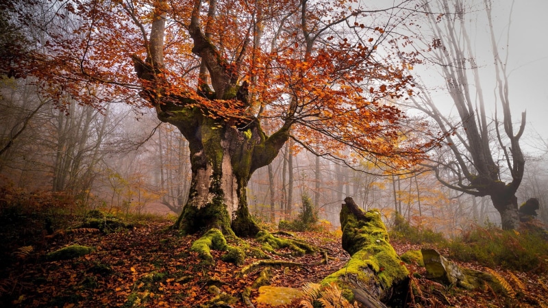 tranquil scene, tree, landscape, nature, 1080P, beauty in nature, tree trunk, plant part, moss, scenics - nature, trunk, brown, outdoors, environment