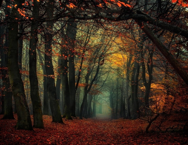 sunlight, backgrounds, forest, gold Colored, tranquility, land, beauty In Nature, landscape, autumn collection, yellow, woodland, sunbeam, plant, tree trunk