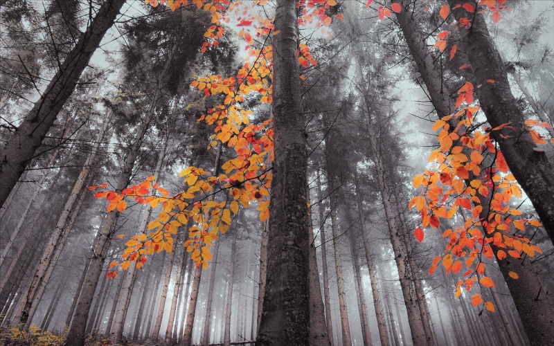 outdoors, landscape, directly below, tranquility, no people, orange color, change, woodland, leaves, fall, coniferous tree, autumn, 1080P, growth, green