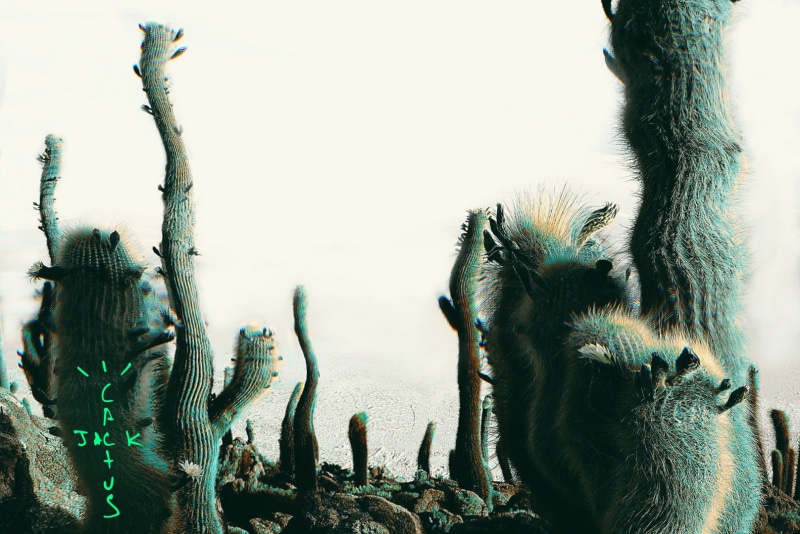 #cactus, #cactus #cactusjack #jack, 720P