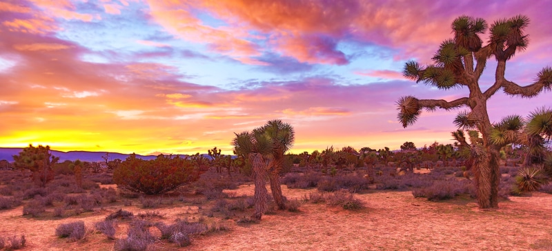 treatment, burnished, colorful, Colors, Southern California, orange, Joshua Trees, outdoors, desert, wild west  movie, Creative Commons, natural light