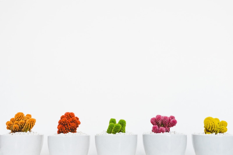 close-up, freshness, white background, 5K, no People, nature, ceramic, plants, copy space, arrangement, variation, side by side, indoors, multi colored