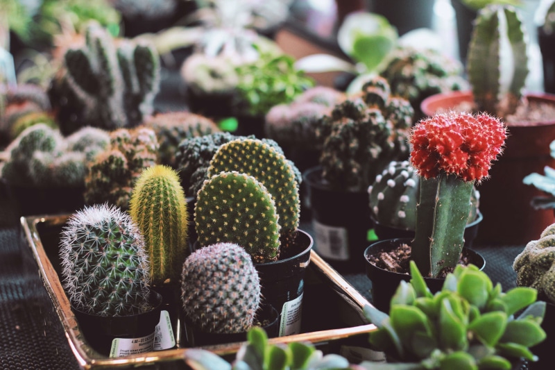 lot, cacti, flower pot, plant nursery, freshness, 5K, beauty in nature, plant, day, color, close-up, thorn, green color, cactus, botany, food and drink