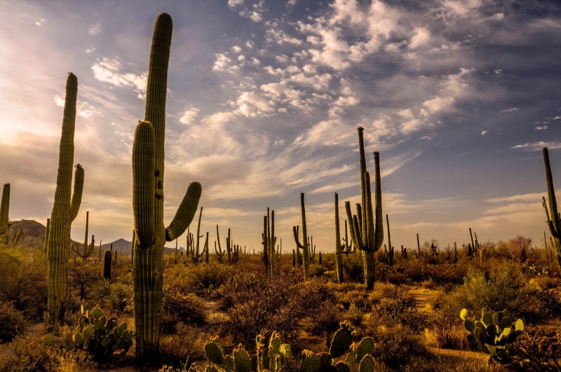 saguaro Cactus, Landscapes, 2K, Arizona, Cactus, Travel, green, sunset, desert, Prickly Pear, sky, lot, Sunrise, Sonoran Desert, Saguaro National Monument