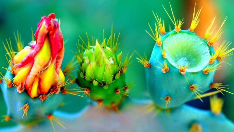 closeup, macro, food and drink, beauty in nature, 1080P, outdoors, plant, depth of field, photo, growth, succulent plant, cactus, flower, colorful, flowers