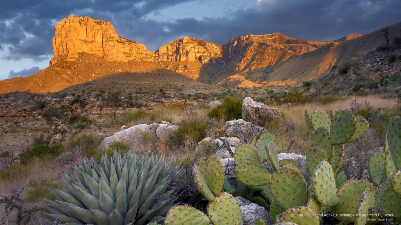 agave, National Parks, cactus, guadalupe, 2K, n, texas, p, opuntia, mountains
