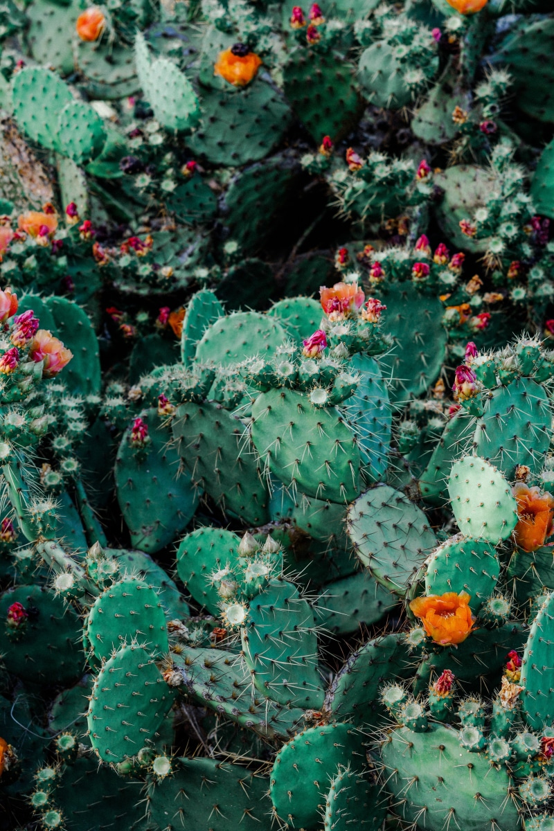 full frame, green, orange, flowering, day, high angle view, plant, cacti, beauty in nature, 5K, succulents, no people, nature, succulent plant, outdoors