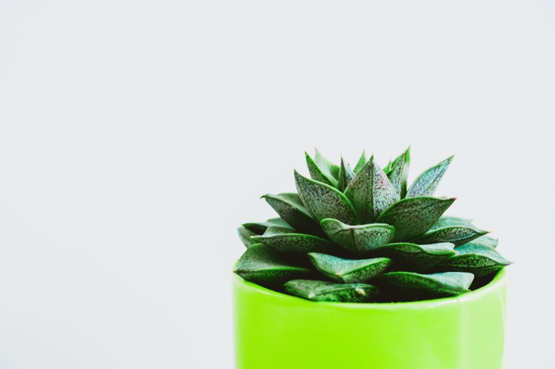 spine, cactus plant, studio shot, cut out, green, container, close-up, potted plant, copy space, pot, white background, plant, no people, leaf, 4K, food and drink