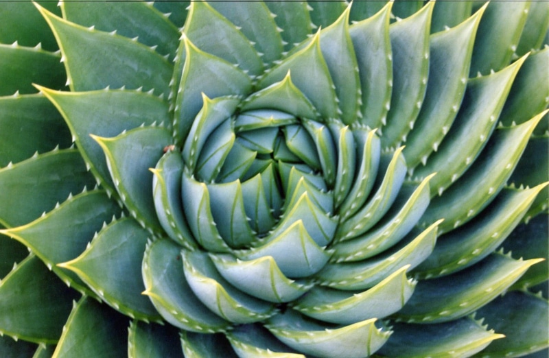 green, thorn, fibonacci, ucberkeley, spiral, top, macro, fractal, succulent, pattern, botany, mathematics, green Color, freshness, f25, cactus, succulent Plant