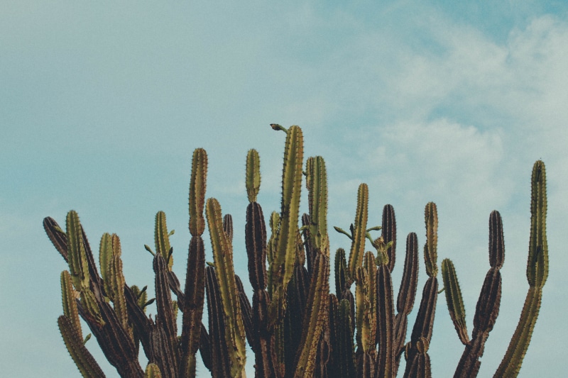 field, sky, cacto, plants, brazil, cactus, scenics - nature, plant, beauty in nature, 5K, tranquility, outdoors, no people, succulent plant, low angle view