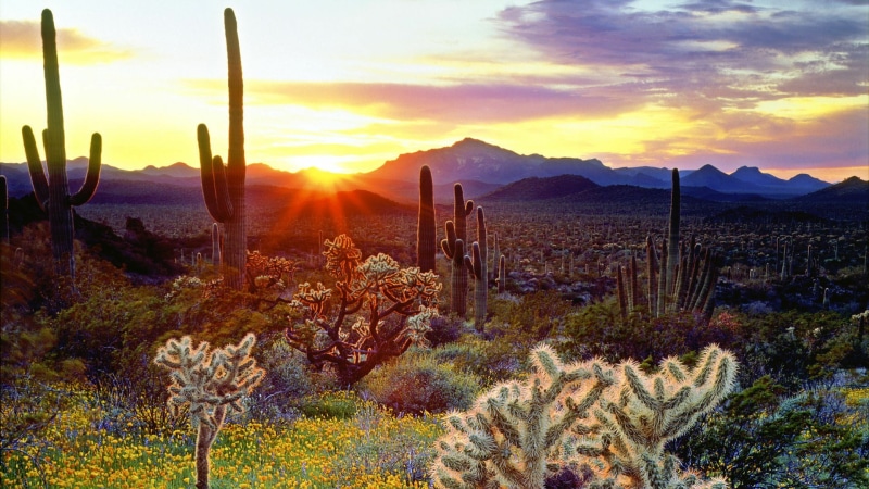 saguaro cactus, growth, no people, environment, land, succulent plant, mountain range, sky, sunset, cloud - sky, arizona, outdoors, tranquility, scenics - nature