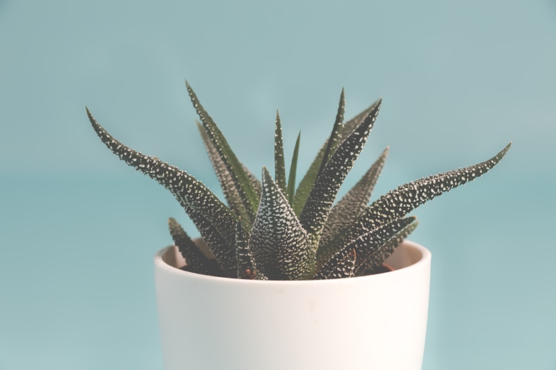 no people, succulent plant, botany, arid climate, blue, indoors, colored background, nature, medicine, beauty in nature, 5K, cactus, haworthia, thorn