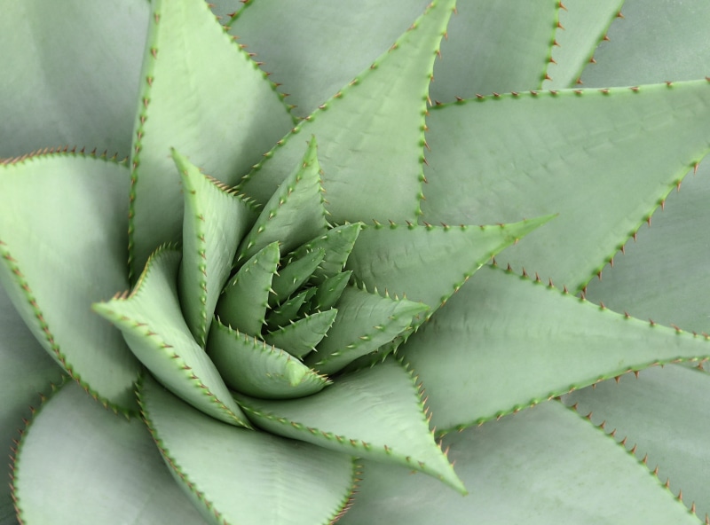plant, cacti, plants, photo, spur, growth, green, green color, spiky, close-up, full frame, spines, day, prickly, leaf, aloe vera plant, succulent plant