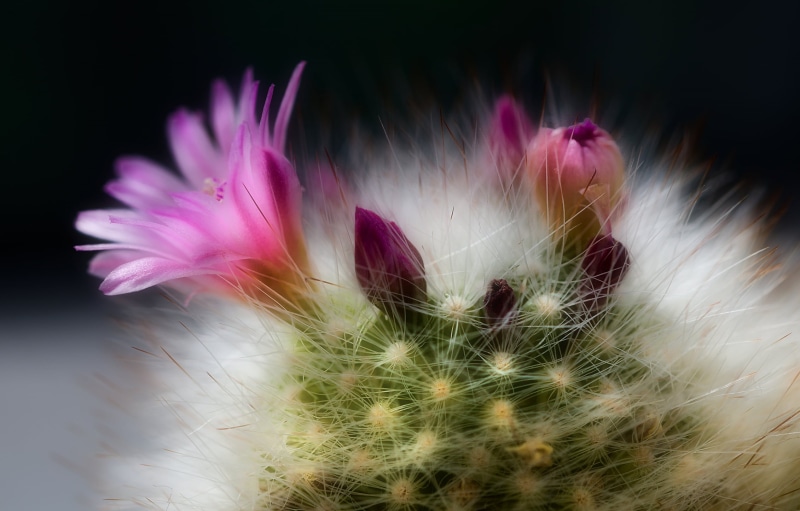 Photography, flower, halo, Sigma, single Flower, 1080P, Nikon  D7000, Colin, beauty In Nature, flowers, spines, plant, Cactus, Watcher, Nature, summer