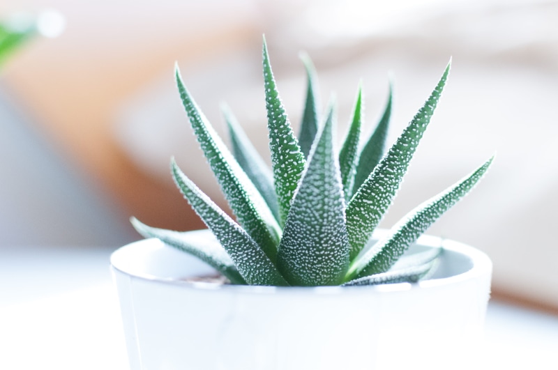 freshness, green Color, indoors, 4K, white, nature, growth, beauty treatment, succulent Plant, food, leaf, aloe vera plant, green, no People, inside, healthcare and medicine