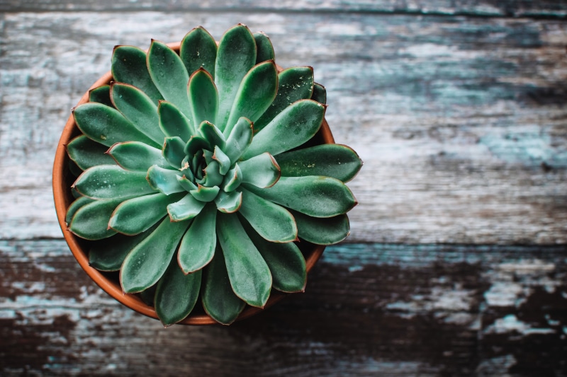 space, summer, succulent, petal, directly above, plant, focus on foreground, flower, backgrounds, table, day, high angle view, beauty In Nature, green Color