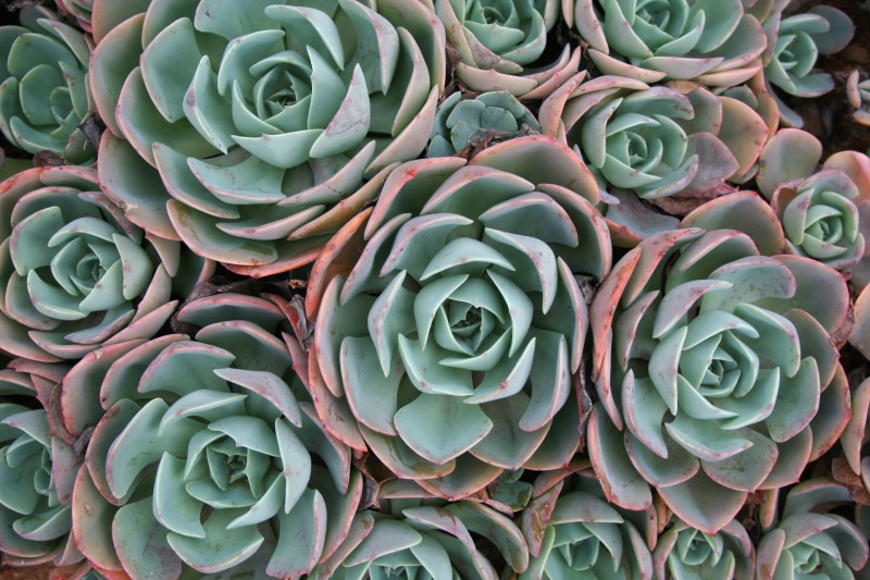 green, large group of objects, growth, ornate, backgrounds, day, green color, botany, flower, high angle view, natural pattern, plant, no people, leaf