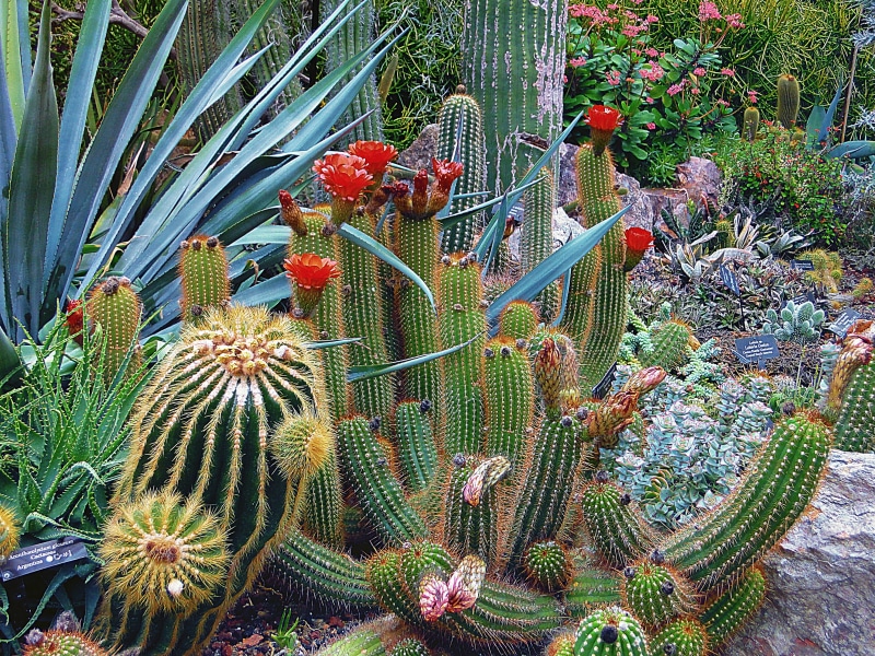 spikes, thorn, botany, plants, growth, green color, flowering plant, botanical, fishing industry, spiked, succulent plant, plant, sunlight