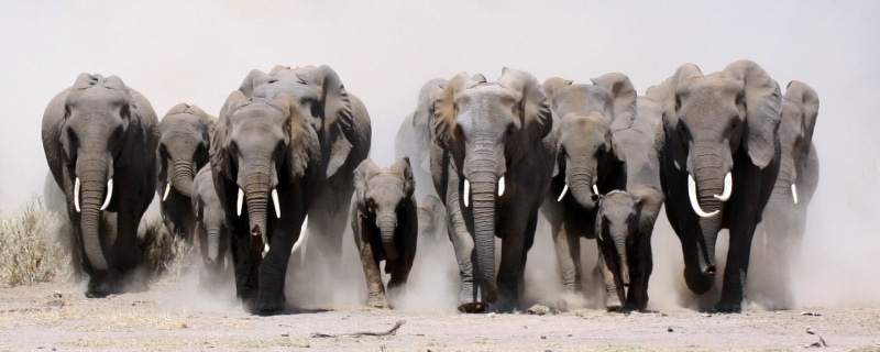 herd, outdoors, group of animals, screen, herbivorous, panoramic, monitor, multi, elephant, nature, mammal, large group of animals, animal wildlife, animal